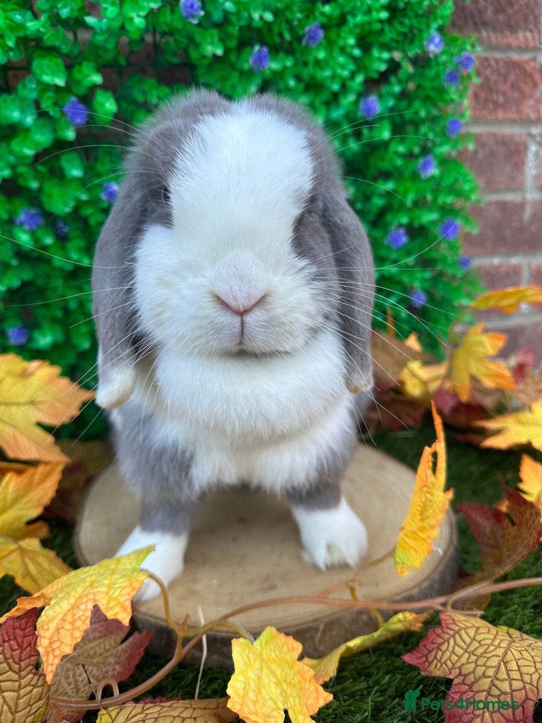 Mini Lop rabbits for sale: Beautiful mini lop adults (proven)  - Advert 12