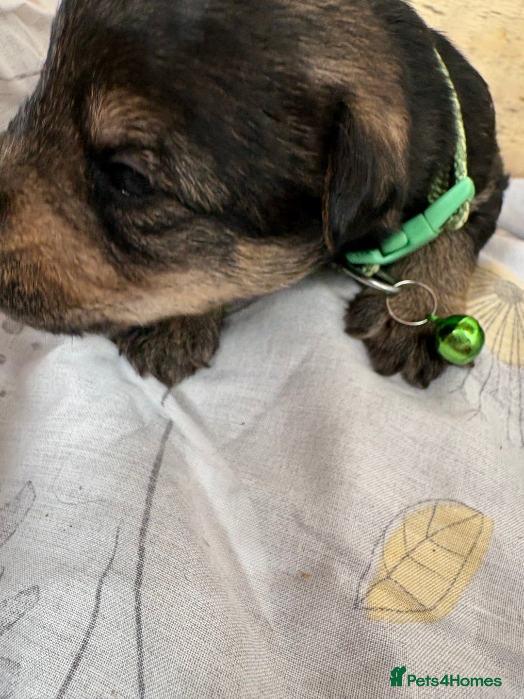 Mixed Breed dogs for sale: Wowauzer puppies for sale. Schnauzer x Welshie - Advert 8