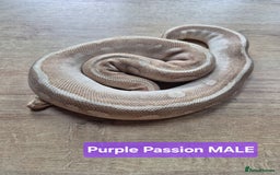 Python Snake reptiles for sale: Selling our six Royal pythons  - Image 5