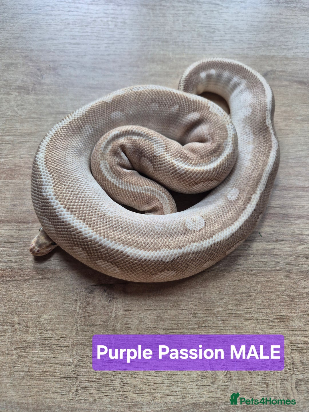 Python Snake reptiles for sale: Selling our six Royal pythons  - Image 5