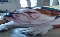 English Bulldog dogs for sale: KC registered Old English Bulldog - Image 5