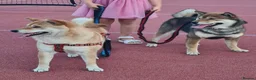 Japanese Shiba Inu dogs for sale: Pure Breed Japanese Shiba Inu Puppies  in Goole - Advert 4