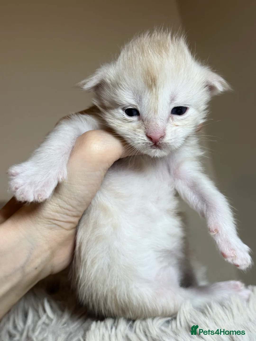 Maine Coon cats for sale: Purebred Adorable Maine Coon Kittens Available - Advert 2