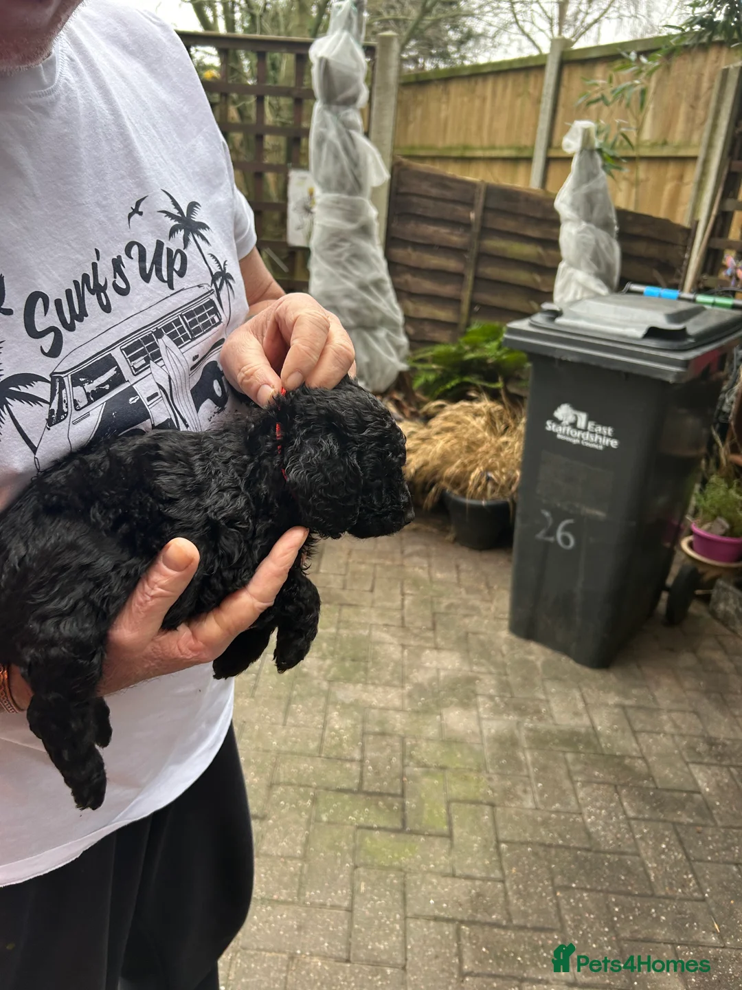 Cockapoo dogs for sale: F1B cockapoo puppies  - Advert 4