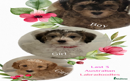 Labradoodle dogs for sale: 2 females being rehomed  - Image 2