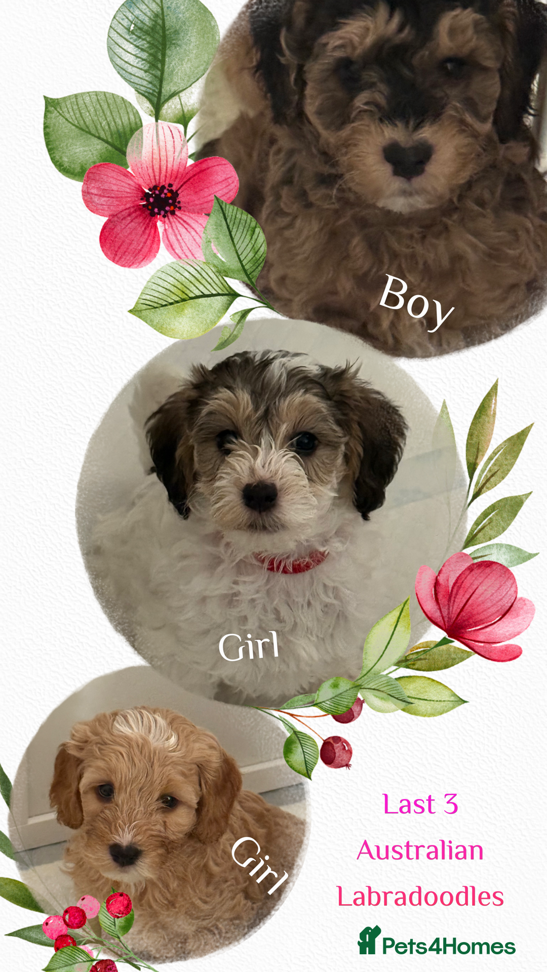 Labradoodle dogs for sale: 2 females being rehomed  - Image 2
