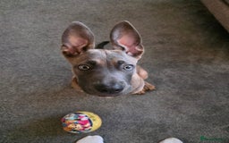 Mixed Breed dogs for sale: 5 month old Belgian Malinois x American Bulldog - Image 4