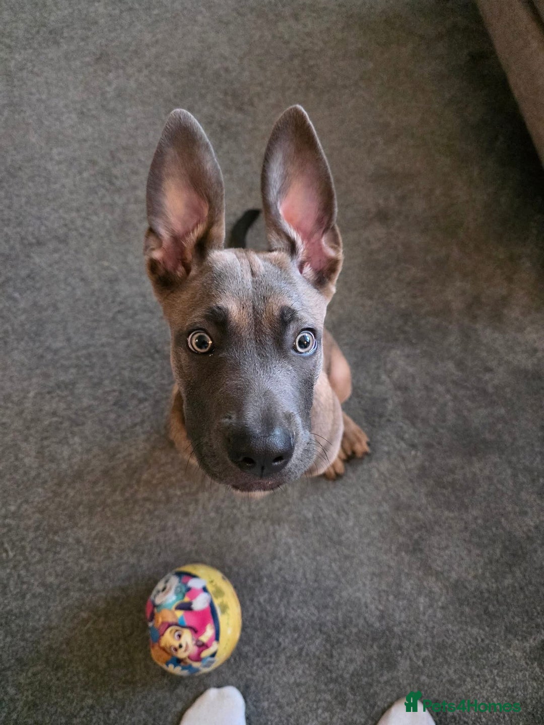 Mixed Breed dogs for sale: 5 month old Belgian Malinois x American Bulldog - Image 4