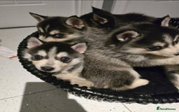 Pomsky dogs for sale: Beautiful F4 blue eyed Pomsky puppies  - Image 10