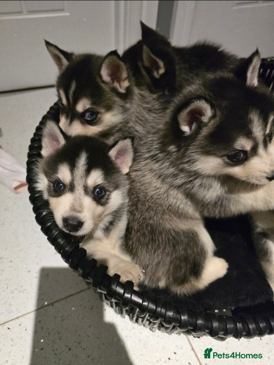 Pomsky dogs for sale: Beautiful F4 blue eyed Pomsky puppies  - Image 10