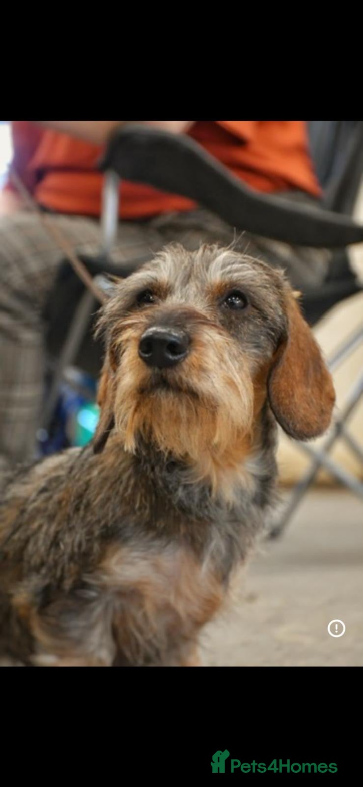 Miniature Dachshund dogs Show miniature Wirehaired puppies - Advert 4