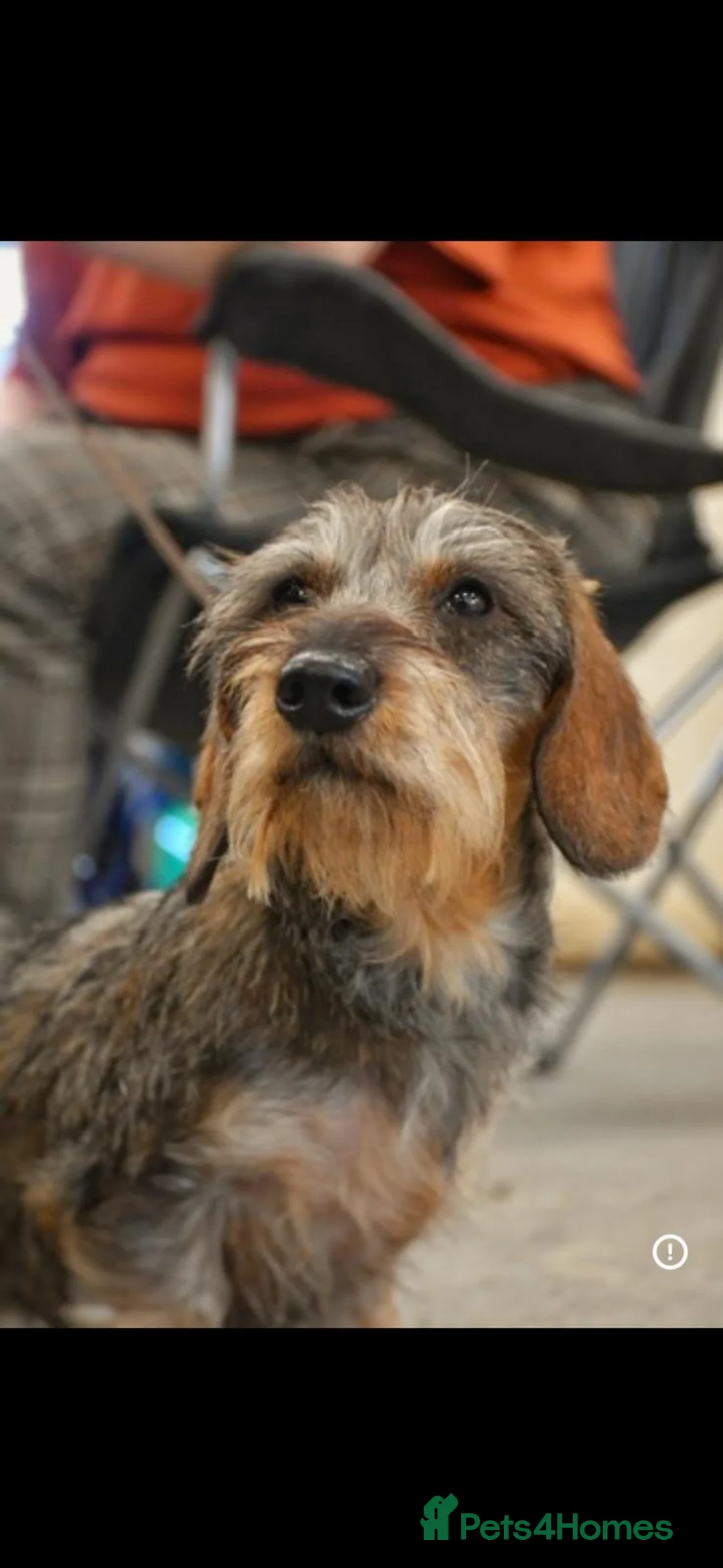 Miniature Dachshund dogs for sale: Show miniature Wirehaired puppies in Worcester - Advert 1