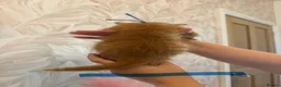 Mixed Breed cats for sale: Cute little kittens  - Advert 9