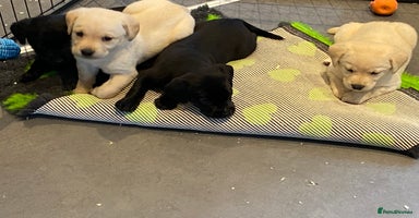 Labrador Retriever dogs - Advert 15