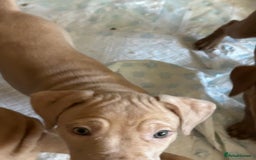 Mastiff dogs for sale: Mastiff X Pups - Image 1