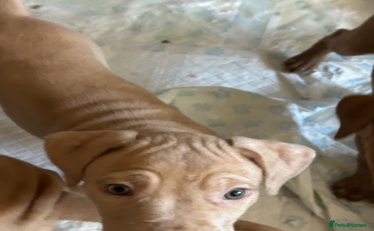Mastiff dogs - Advert 1