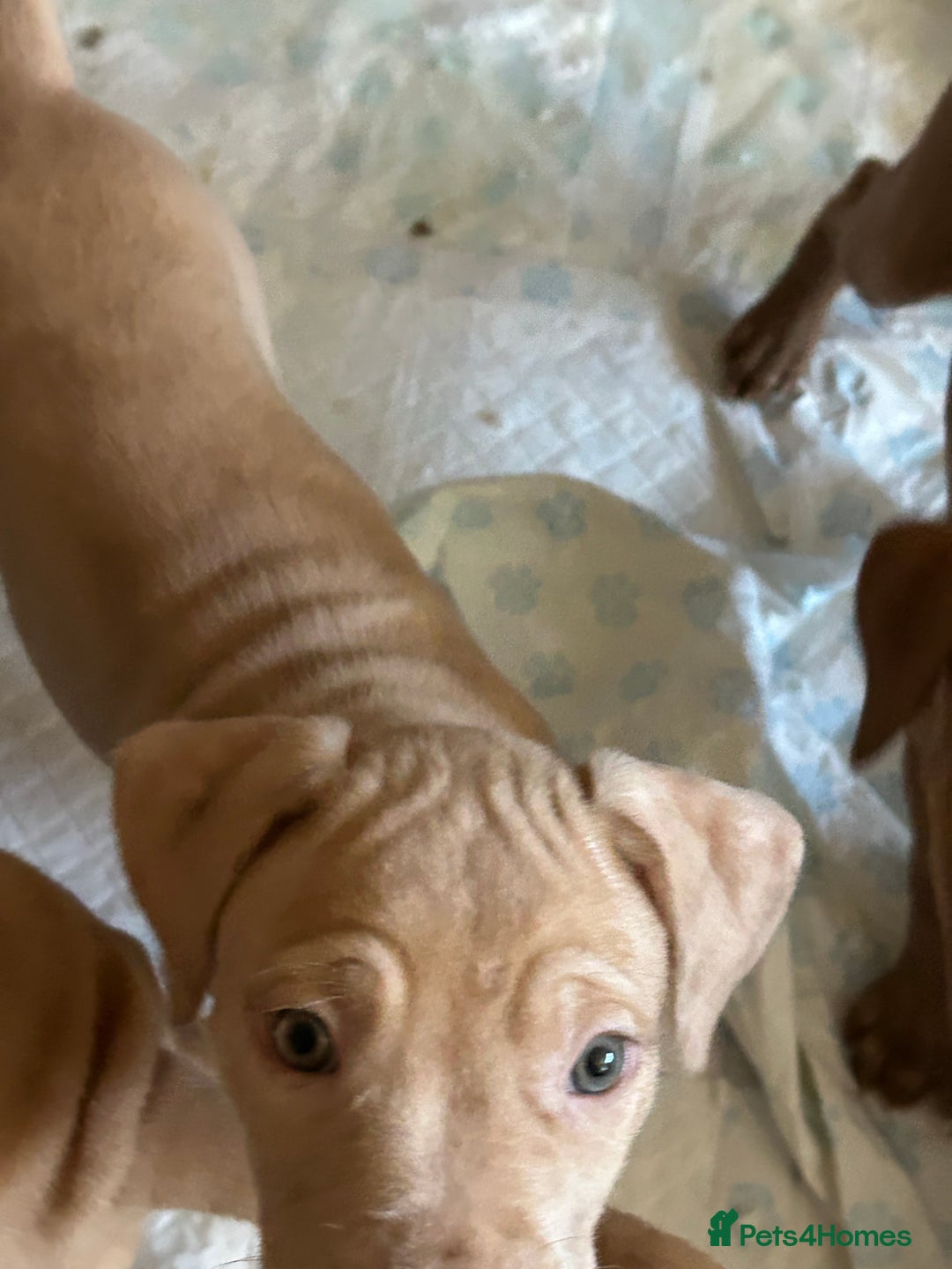 Mastiff dogs for sale: Mastiff X Pups - Image 1