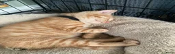 Mixed Breed cats for sale: Beautiful characterful kittens for sale. - Advert 9