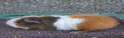 Guinea Pig rodents for sale: Young guinea pigs - Advert 3