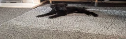 Sheprador dogs for sale: Female puppy German Shepherd × Labrador  - Advert 18