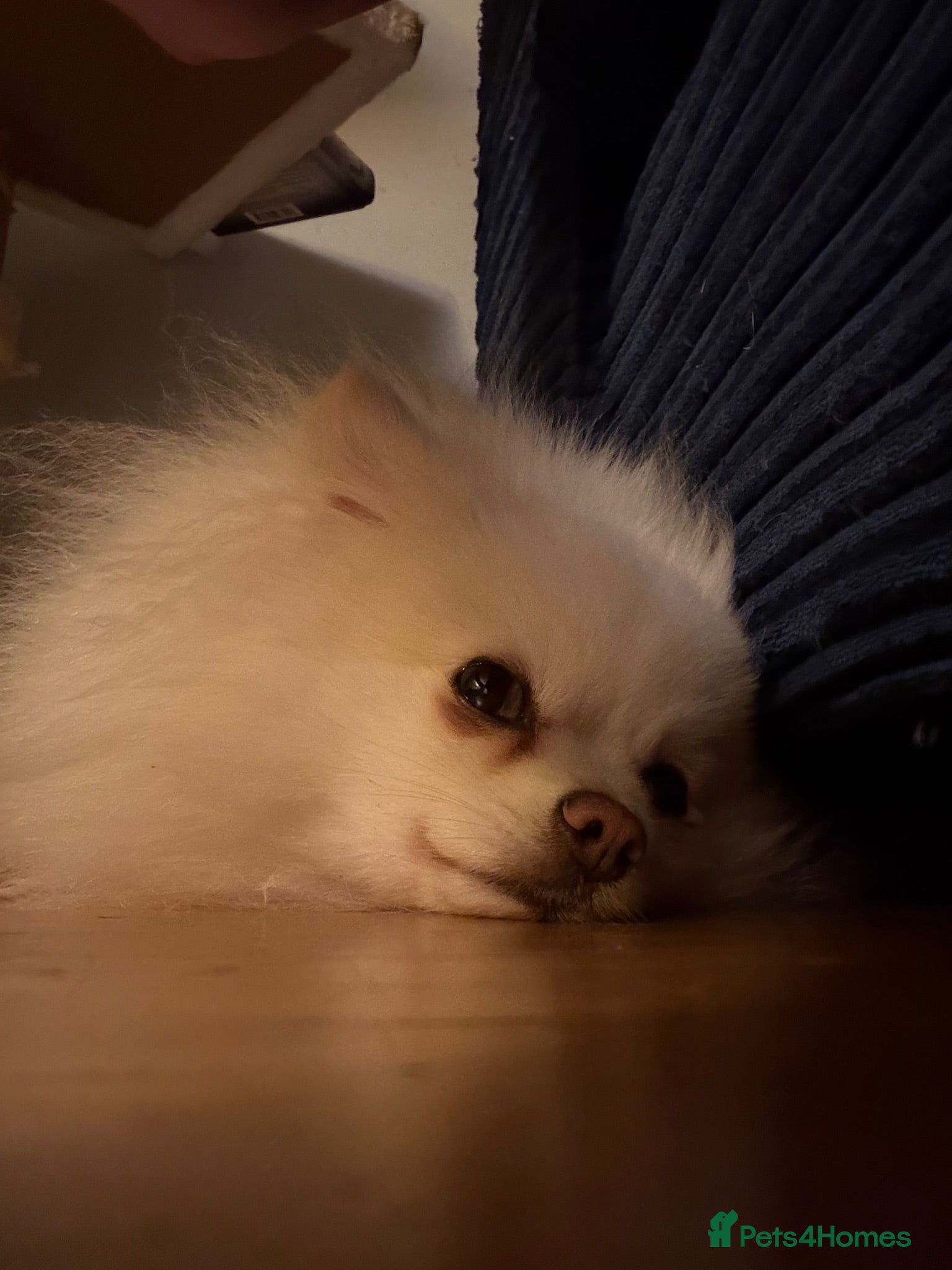 Pomeranian dogs Very gentle 2 year old Pomeranian girl  - Advert 1