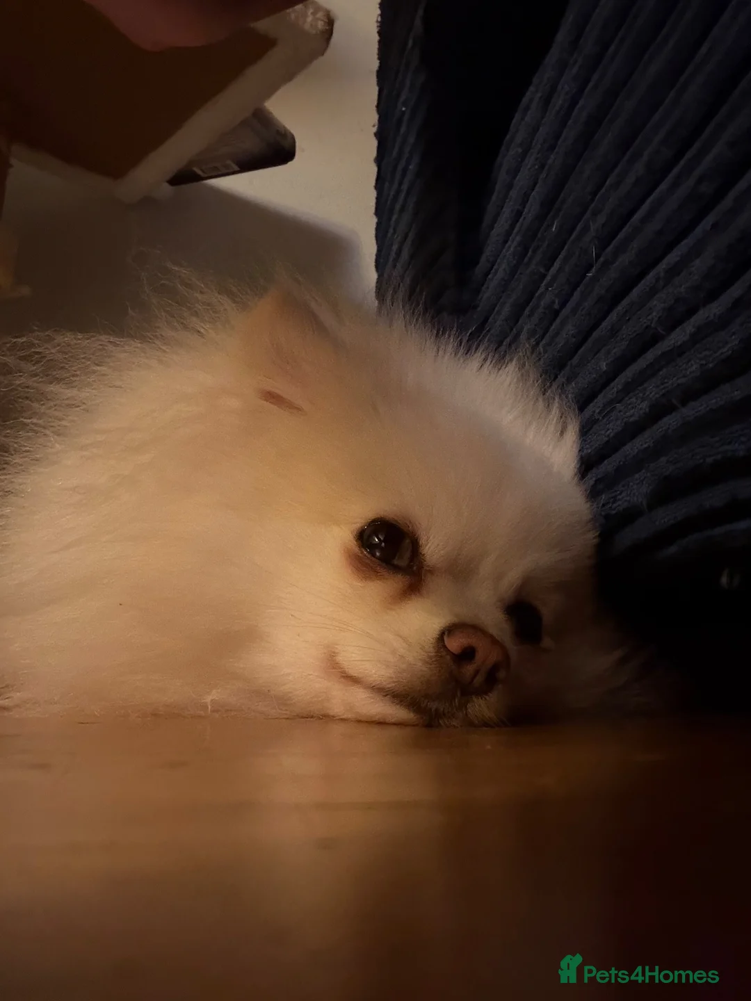 Pomeranian dogs for adoption: Very gentle 2 year old Pomeranian girl  - Advert 1