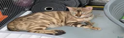 Bengal cats for sale: TICA registered pure bred Bengal kittens  - Advert 14