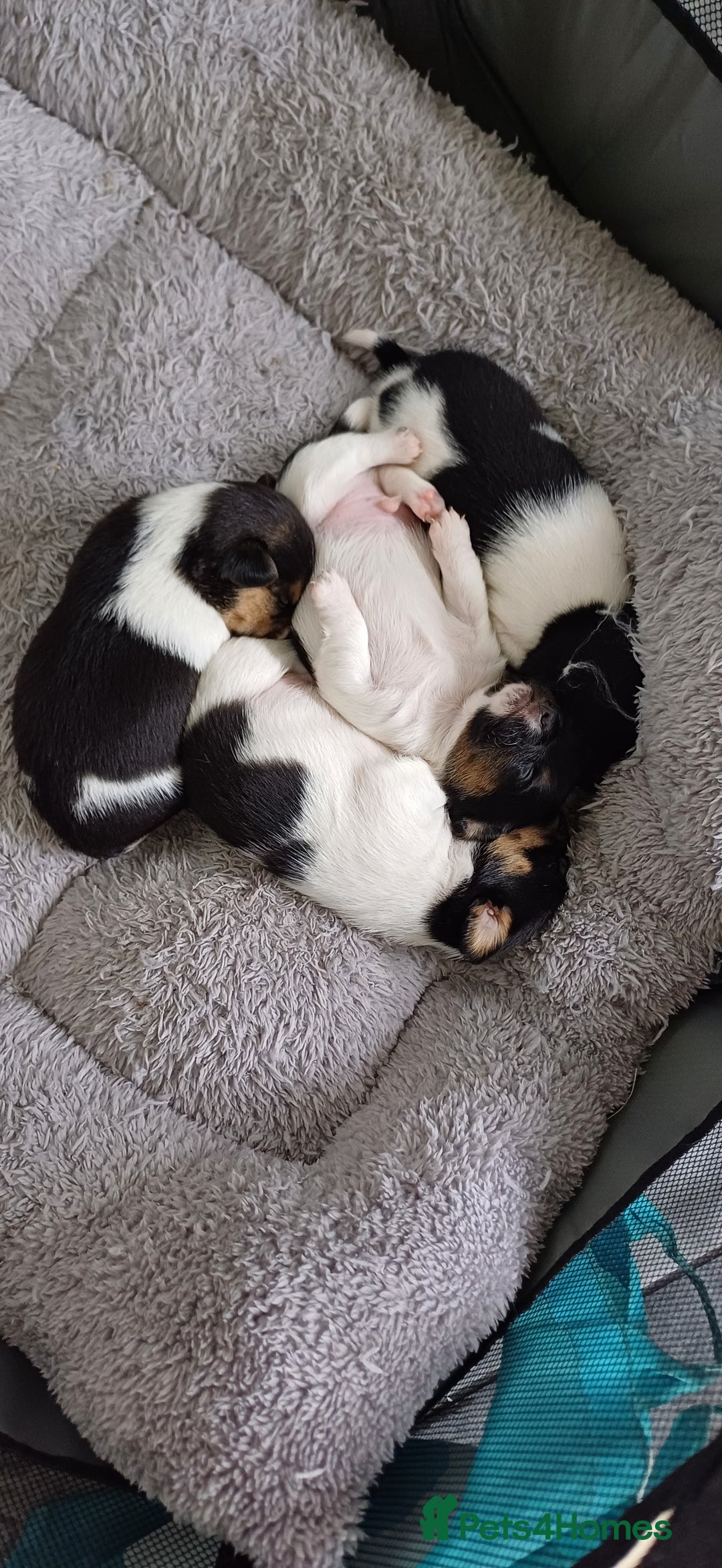 Mixed Breed dogs for sale: Chihuahua cross jack russell  - Image 1
