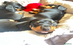 Miniature Dachshund dogs for sale: Dachshunds  - Image 4