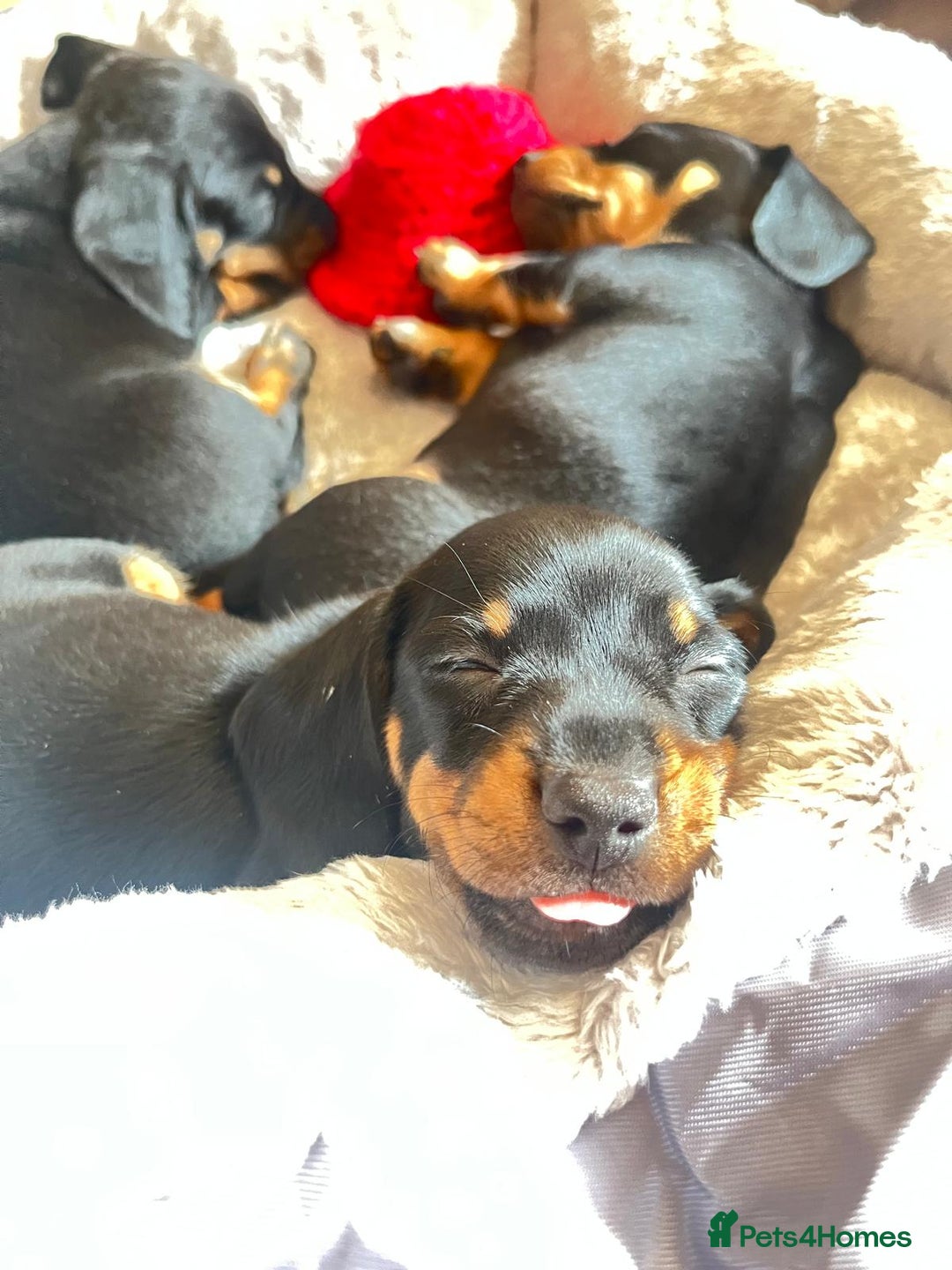 Miniature Dachshund dogs for sale: Dachshunds  - Image 4