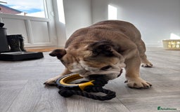 English Bulldog dogs for stud: Proven KC reg English Bulldog for Stud - Image 3