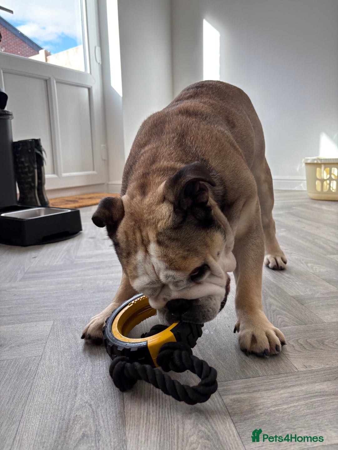 English Bulldog dogs for stud: Proven KC reg English Bulldog for Stud - Image 3