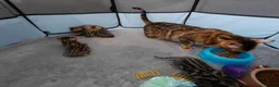 Bengal cats for sale: Traditional brown Bengal - Advert 1