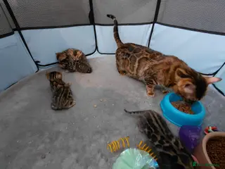Bengal cats Traditional brown Bengal - Advert 1