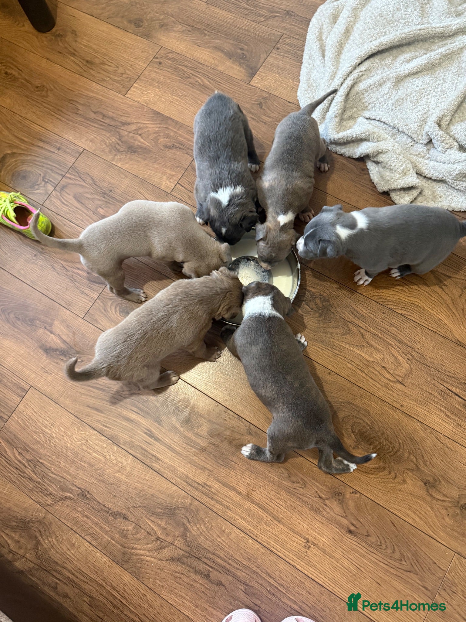 Mixed Breed dogs 🐾 Staffordshire Bull Terrier cross Puppies 🐾 - Advert 15