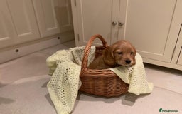 Cocker Spaniel dogs for sale: Cocker spaniel puppies  - Advert 3