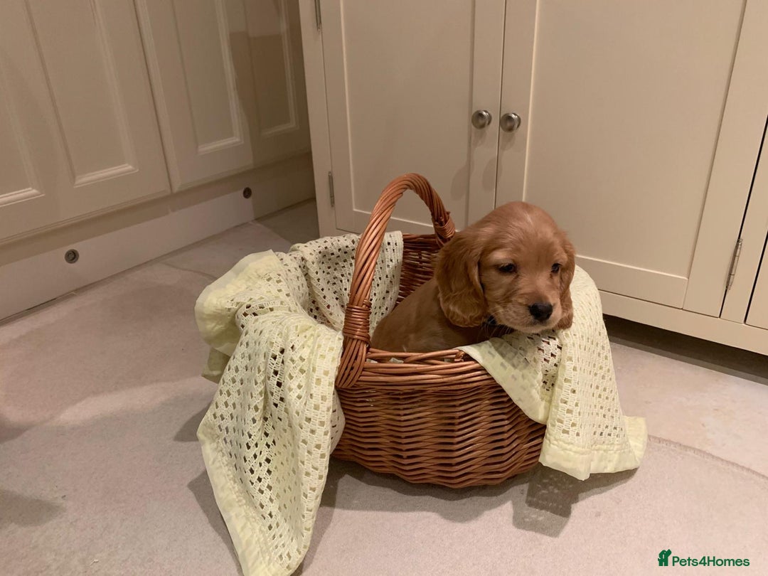 Cocker Spaniel dogs for sale: Cocker spaniel puppies  - Advert 3