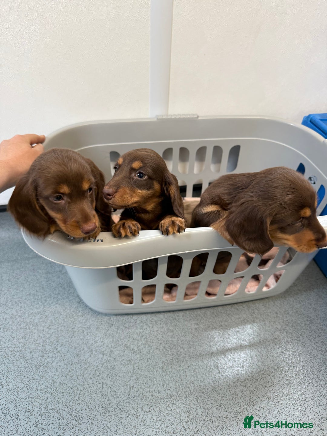 Dachshund dogs for sale: KC Long Haired Miniature Dachshund Puppies - Image 8
