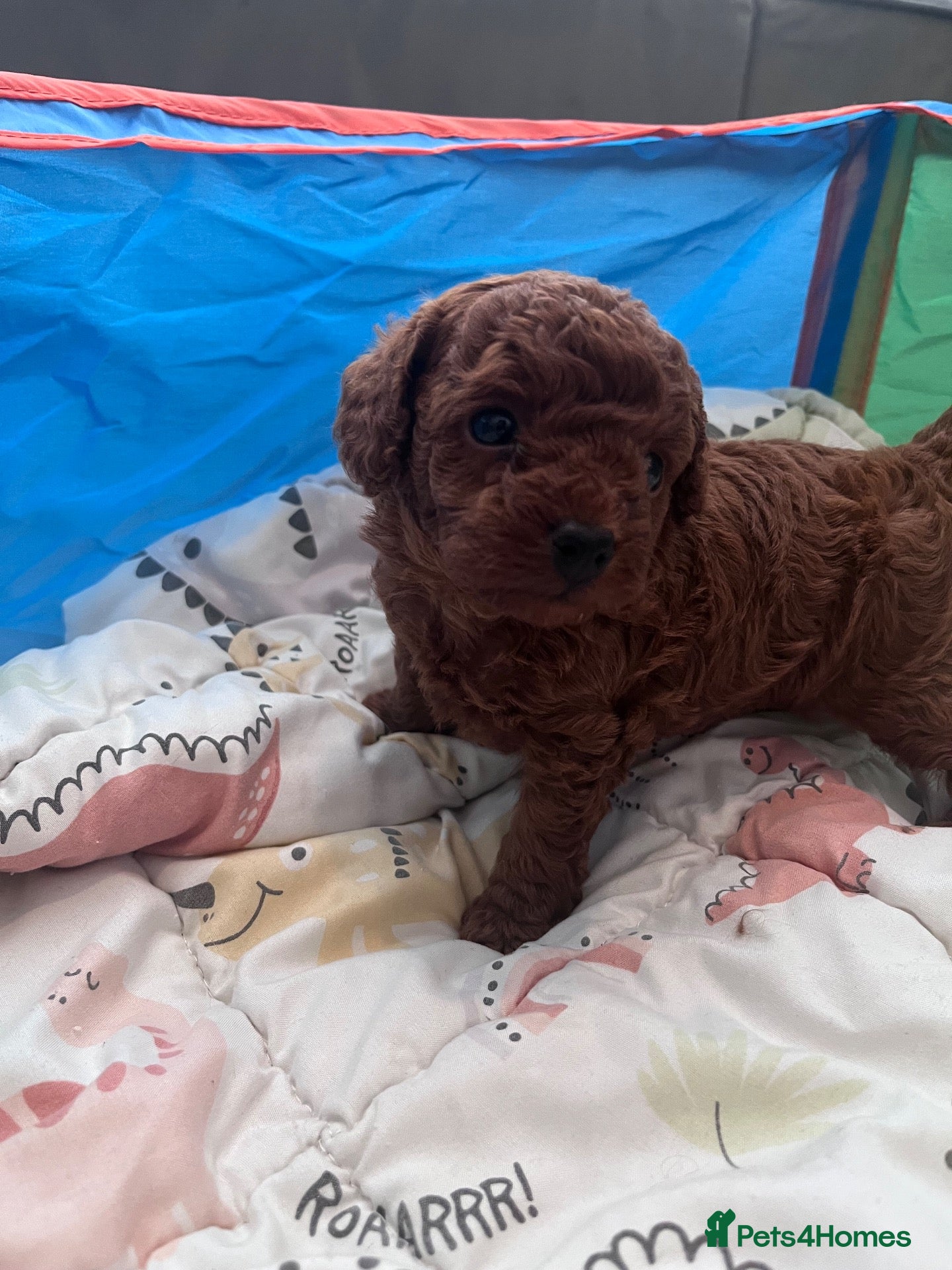 Cavapoo dogs ⭐️Beautiful deep red toy cavapoo⭐️ - Advert 10