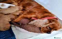 Cavalier King Charles Spaniel dogs for sale: Cavalier king charles spaniel  - Image 7