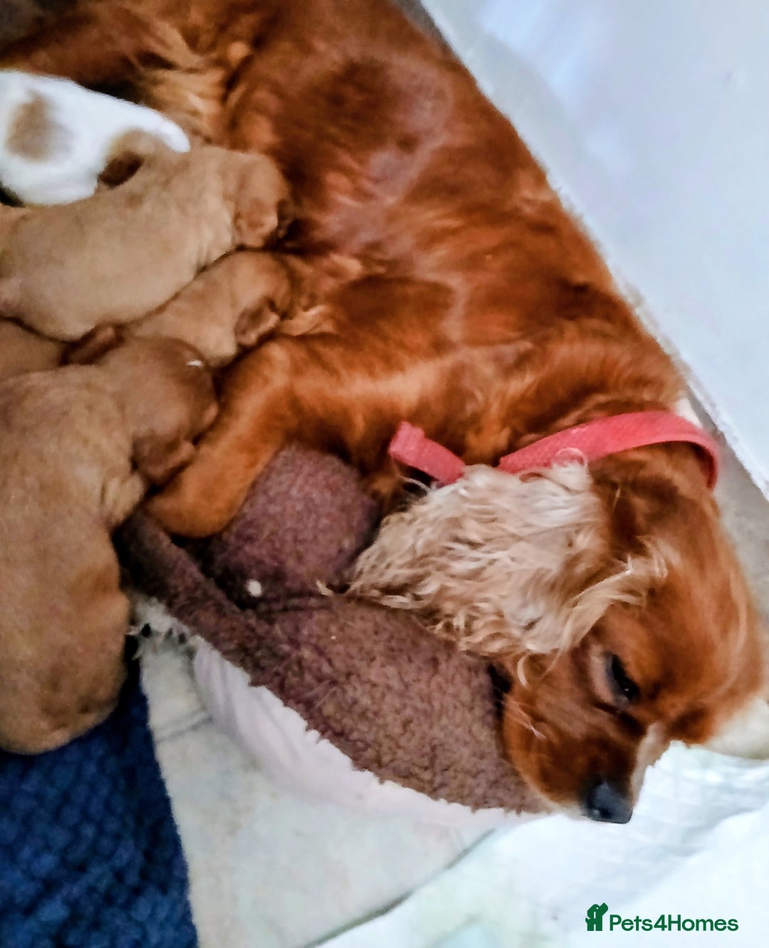 Cavalier King Charles Spaniel dogs for sale: Cavalier king charles spaniel  - Image 7