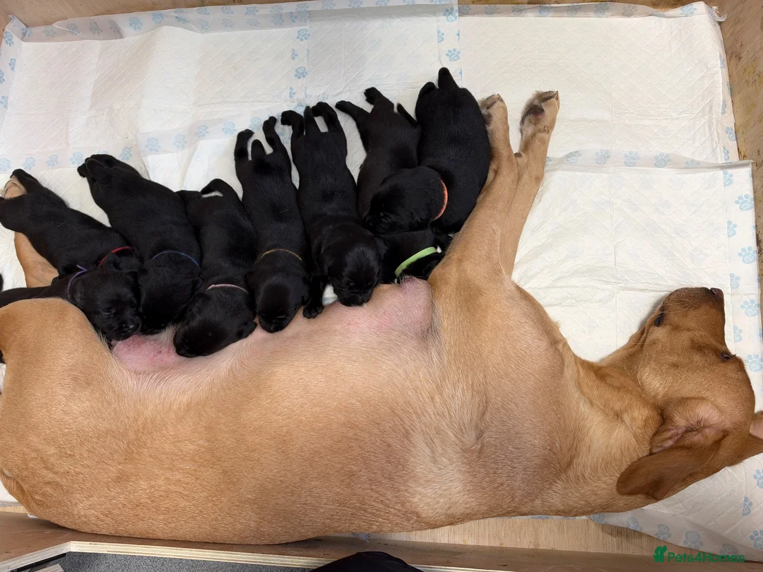 Labrador Retriever dogs for sale: Beautiful Black Labrador Puppies – KC Registered - Advert 18