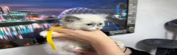 Ragdoll cats for sale: Gorgeous Ragdoll kittens - Advert 10
