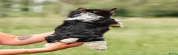 Yorkshire Terrier dogs for sale: Purebred 4 Generation Puppies - Advert 4