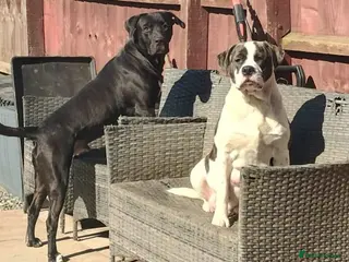 Mixed Breed dogs Puppys - Advert 17