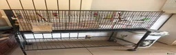 Budgerigars birds for sale: Mixed budgie pair with cage, accessories, stand - Advert 5