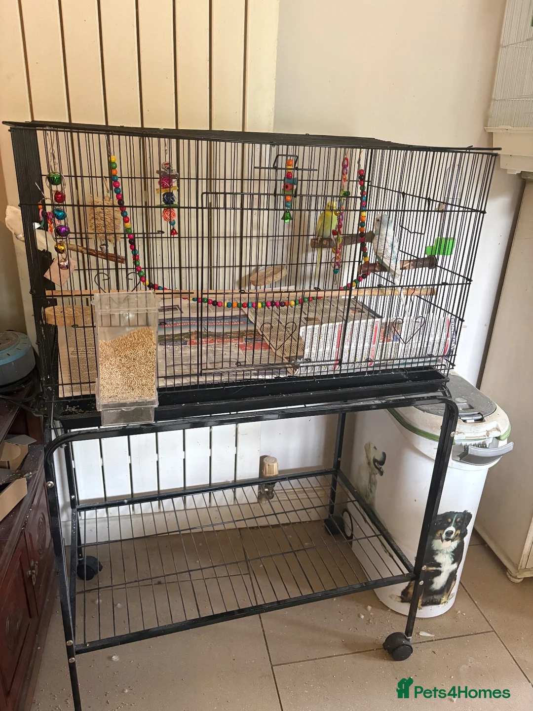 Budgerigars birds for sale: Mixed budgie pair with cage, accessories, stand - Advert 5