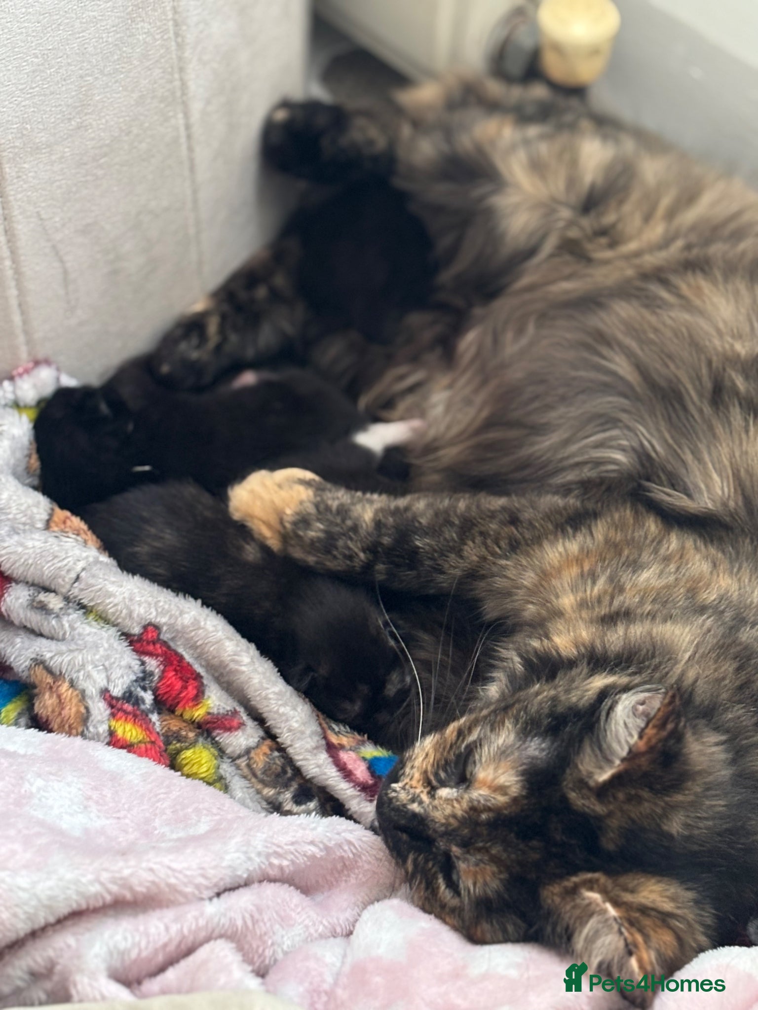 Mixed Breed cats Beautiful Kittens Ready for Loving Homes - Advert 1
