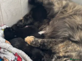 Mixed Breed cats Beautiful Kittens Ready for Loving Homes - Advert 1