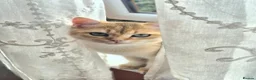 British Longhair cats for sale:  Tica registered BLH/BSH golden shaded  kittens  - Advert 9